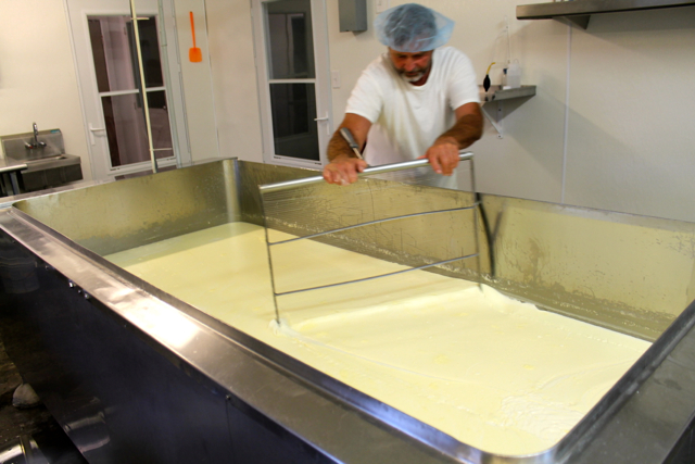 The cheesemaking process takes several hours from milking to finished product.